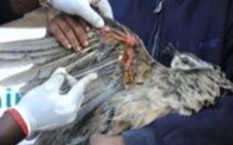 USA: oiseaux et poissons meurent en masse, les hypothèses fleurissent
