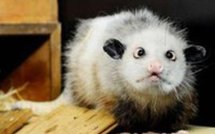 Après l'ours Knut, Heidi l'opossum qui louche conquiert les coeurs allemands