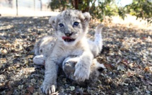 Naissance en Afrique du Sud des premiers lions-éprouvette