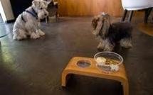 La nouvelle sensation de Rio: un restaurant "naturel" pour chiens