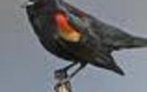 Roumanie: des dizaines d'oiseaux retrouvés morts étaient ivres