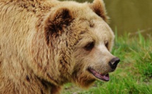 Une ourse slovène lâchée en Béarn, les anti-ours promettent de la "traquer"