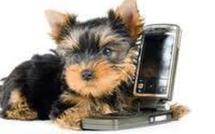 Var: le chien déclenche un appel d'urgence à la gendarmerie