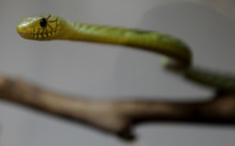 Un mamba venimeux en évasion sème la peur en banlieue de Prague