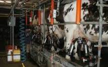 Traire les vaches la nuit guérit les insomnies, selon une société allemande