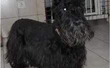 Peggy, le terrier de 15 cm de haut est aussi la terreur des facteurs