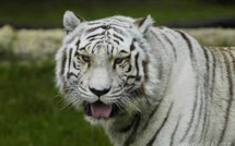 Japon: un gardien de zoo tué par un tigre blanc