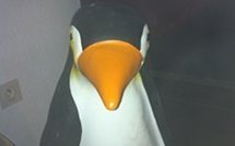 Un pingouin en plastique s'offre un tour de France incognito