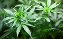 Canada: le cannabis bientôt légal, mais pas toujours facile d'allumer un joint