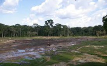 Dans la forêt tropicale de Porto Rico, les insectes apparemment décimés