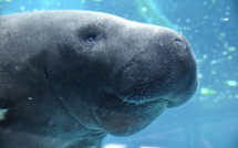 Kaï, le lamantin de Guadeloupe, rejoint le zoo de Vincennes