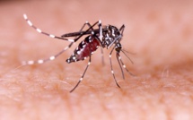 La dengue se répand aux Îles sous le Vent, aux Marquises et aux Tuamotu