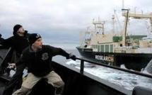 Sauver les baleines en Antarctique, un "job" à haut risque