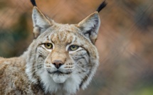 Quatre Lynx relâchés dans le Jura, après un sauvetage épique