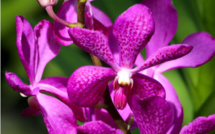 Carnet de voyage - Passion orchidées à Mataiea