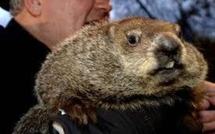 USA: en pleine tempête, la marmotte Phil prédit un printemps précoce
