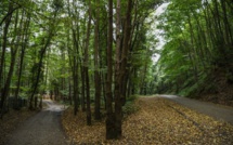 Khashoggi : recherches dans une forêt, une crise majeure se profile entre Ryad et ses alliés