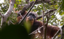 Une espèce rare d'orang-outan menacée par un barrage en Indonésie