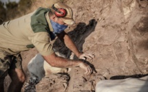 L'Afrique du Sud, nouveau paradis des chasseurs de dinosaures