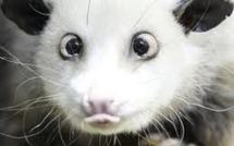 Heidi-l'opossum-qui-louche va jouer les oracles pour les Oscars