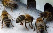 Canada: mort mystérieuse de 20.000 abeilles au Musée royal de l'Ontario