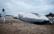 Une baleine de 18 mètres s'échoue sur la côte belge