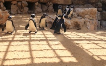 Un couple de pingouins mâles fait naître un enfant