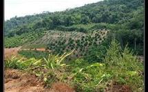 Un projet de loi du pays pour moderniser le statut des coopératives agricoles