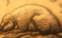 Une substance fait repousser les poils des souris: espoir pour les chauves