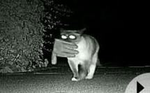 USA: un chat kleptomane a volé 600 objets