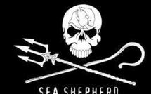 Le Japon met fin prématurément à sa campagne de pêche à la baleine cet hiver