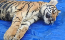 Chine: tigres et rhinocéros réautorisés à la vente, colère des écologistes