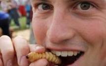 Nouvelle-Zélande: milkshake de sperme de cheval ou friture de larve au menu