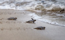 Combat pour sauver les tortues de mer en Birmanie