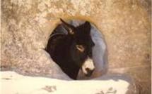 Israéliens et Palestiniens au secours des ânes battus