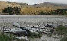 Nouvel échouage massif de globicéphales en Nouvelle-Zélande