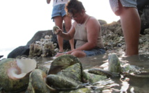 La pêche aux trocas bientôt ouverte à Paea, Papara et Teva i Uta