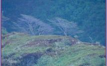 Alerte à la sécheresse à Moorea