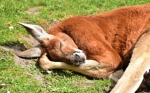 Sécheresse de tous les dangers pour les kangourous et émeus d'Australie