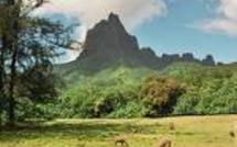 ALERTE SÉCHERESSE À MOOREA.