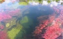 Une algue fidjienne pour vaincre la malaria ?