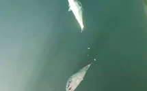 Un collectif veut sauver les poissons du front de mer de Papeete