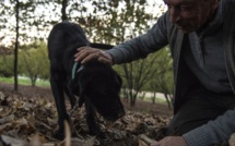 En Italie, les chiens truffiers ont leur propre "université"