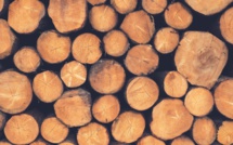 Du cuir aux carburants, l'impact de nos consommations sur la déforestation