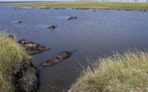 Pourchassés par des lions, 400 buffles se noient au Botswana