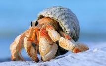 Le bernard l'hermite en passe de détrôner le poisson rouge