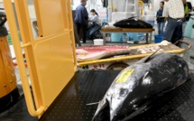 L'avenir du thon obèse, au cœur des préoccupations du monde de la pêche