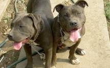 Un homme de 36 ans attaqué par une meute de chiens à Faa’a