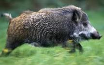 Nancy: un sanglier sème la panique dans un centre commercial