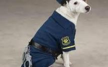 Démonstration au lycée: un chien policier tombe sur une cache de drogue